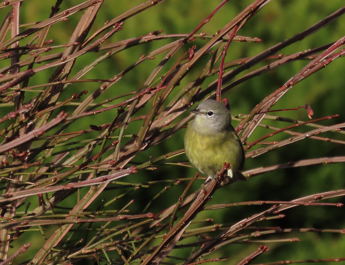 Orange-crowned Warbler - ML645834956