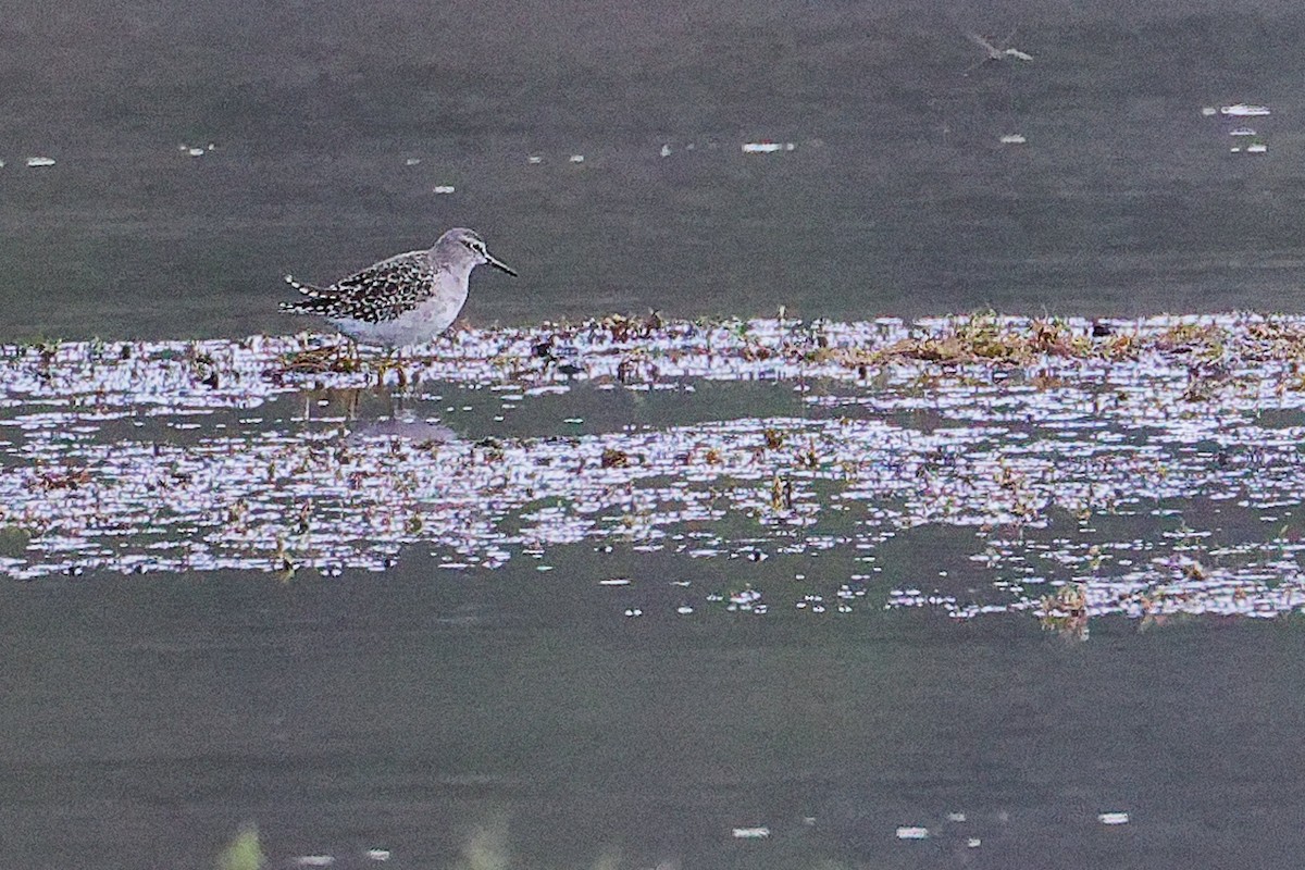 Wood Sandpiper - ML645834957