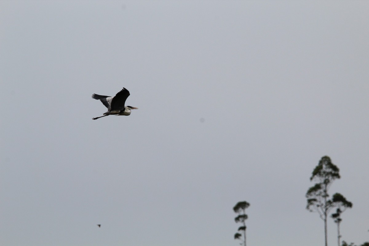 Cocoi Heron - ML645834959