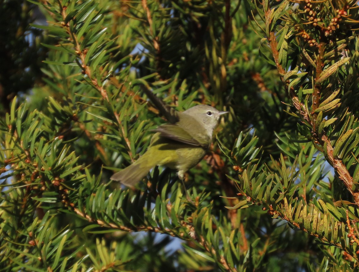 Orange-crowned Warbler - ML645834961