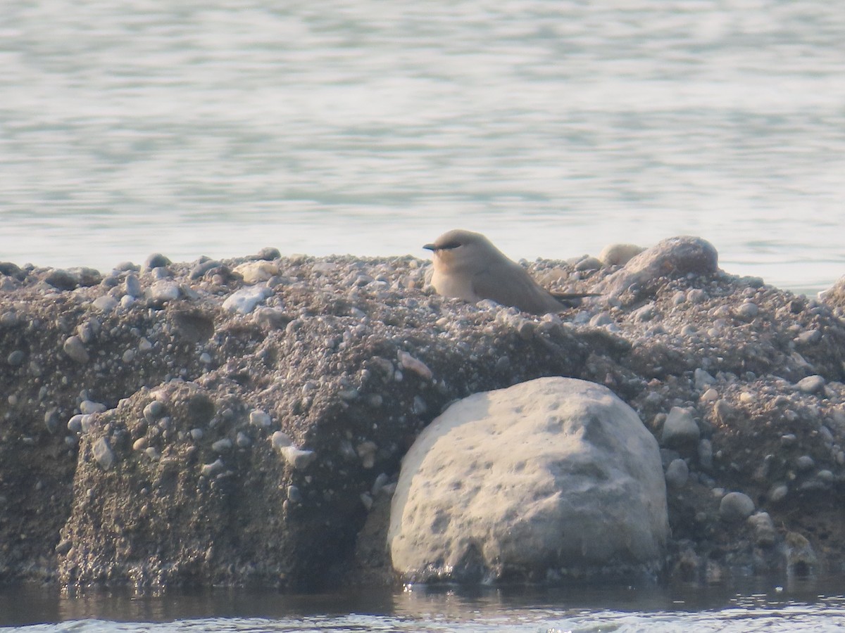 Small Pratincole - ML645834963