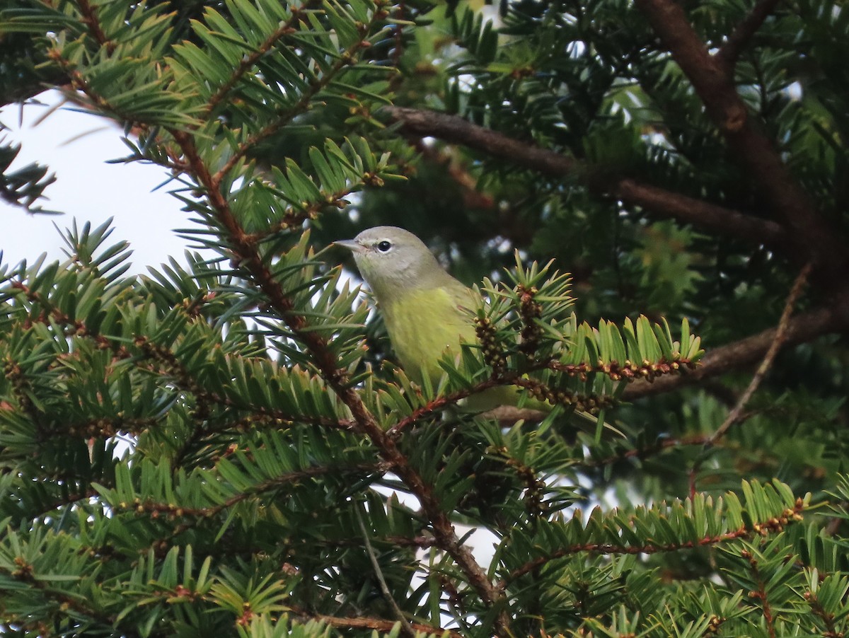 Orange-crowned Warbler - ML645834966