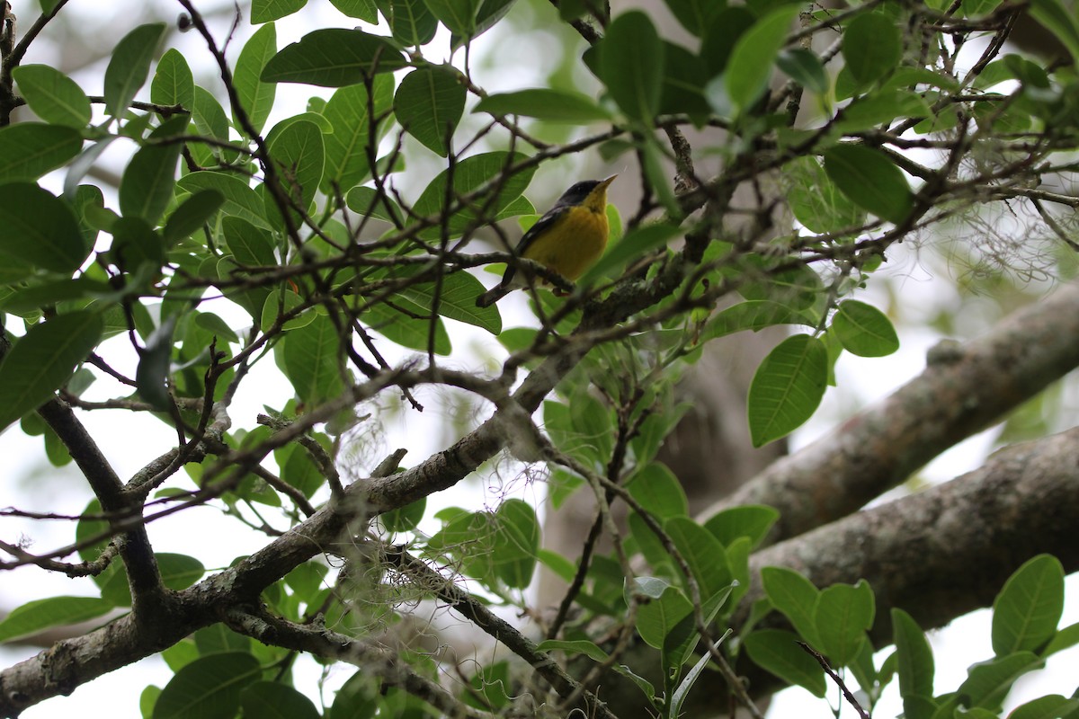 Tropical Parula - ML645834971