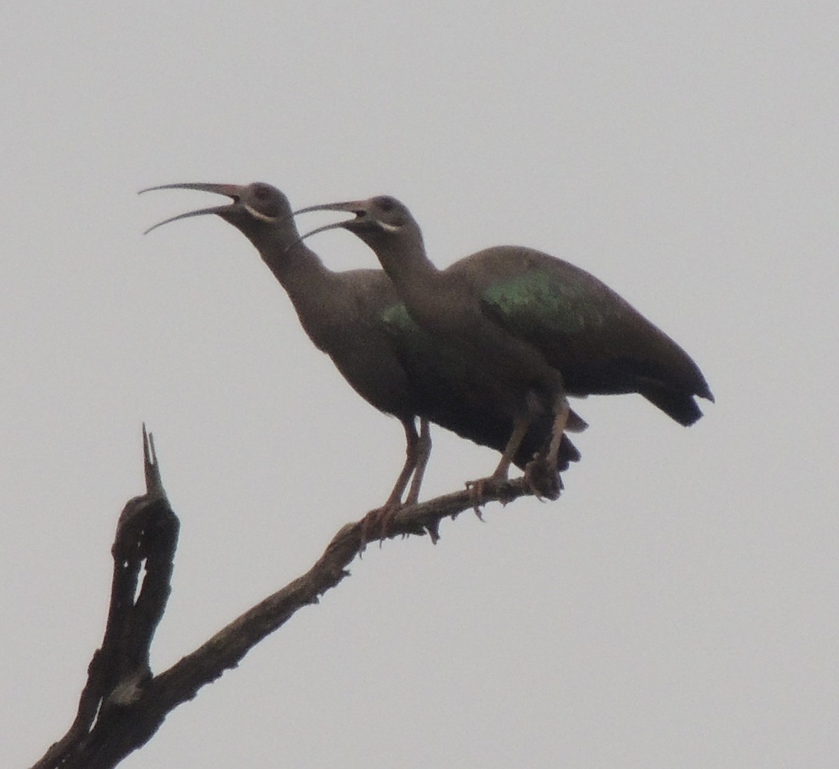 Hadada Ibis - ML645834972