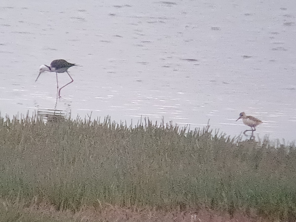 Pied Stilt - ML645834974