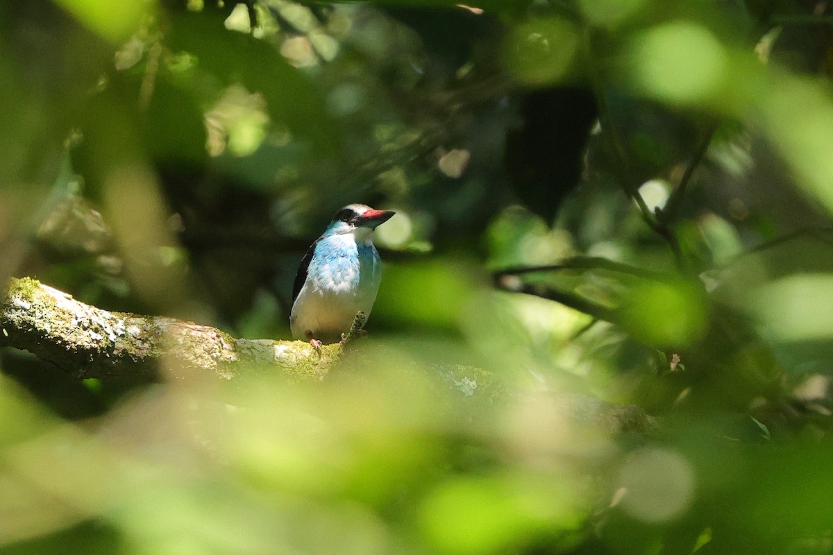 Blue-breasted Kingfisher - ML645834977