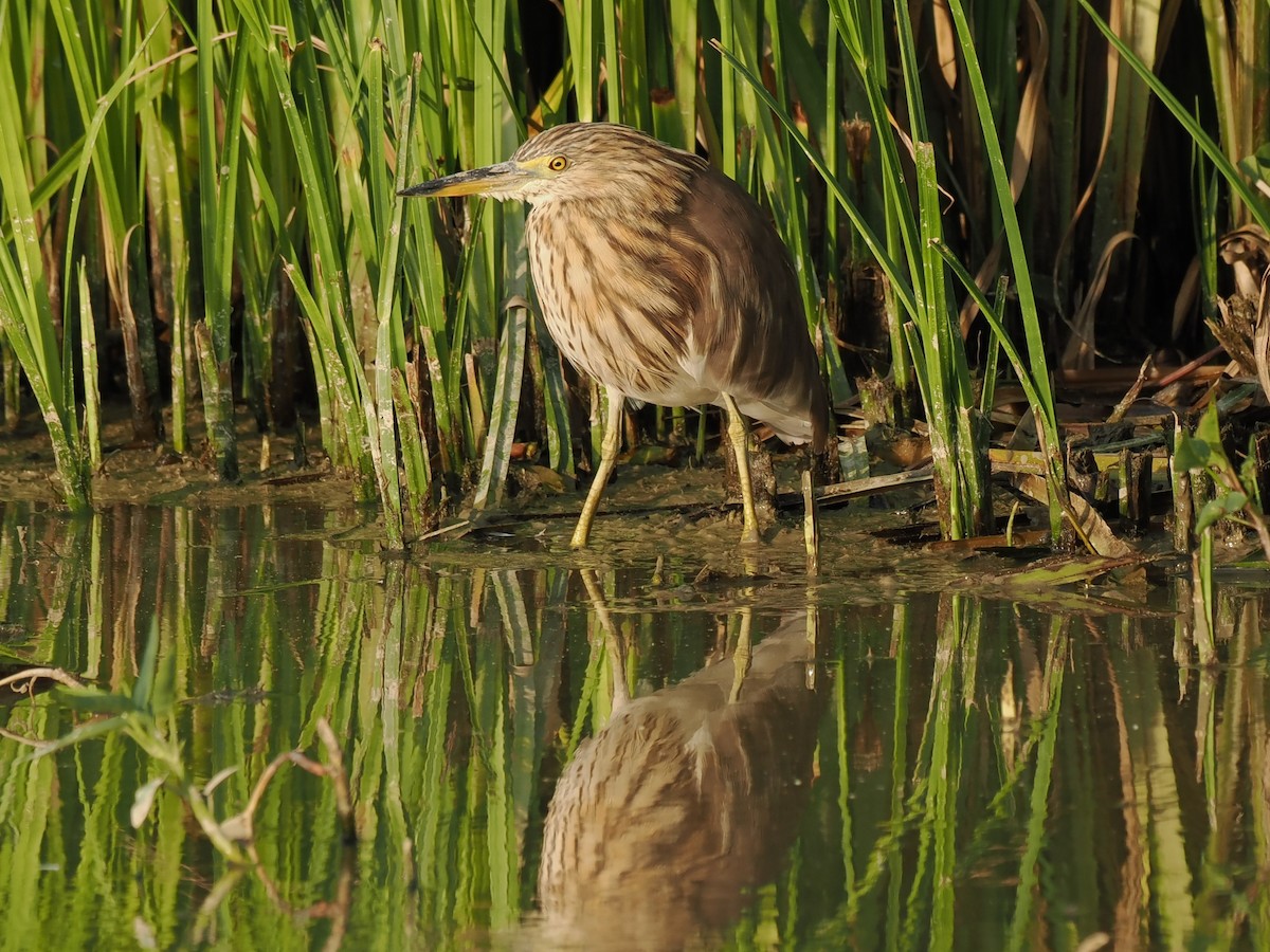 volavka čínská - ML645834979
