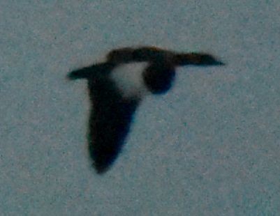 Egyptian Goose - ML645834981