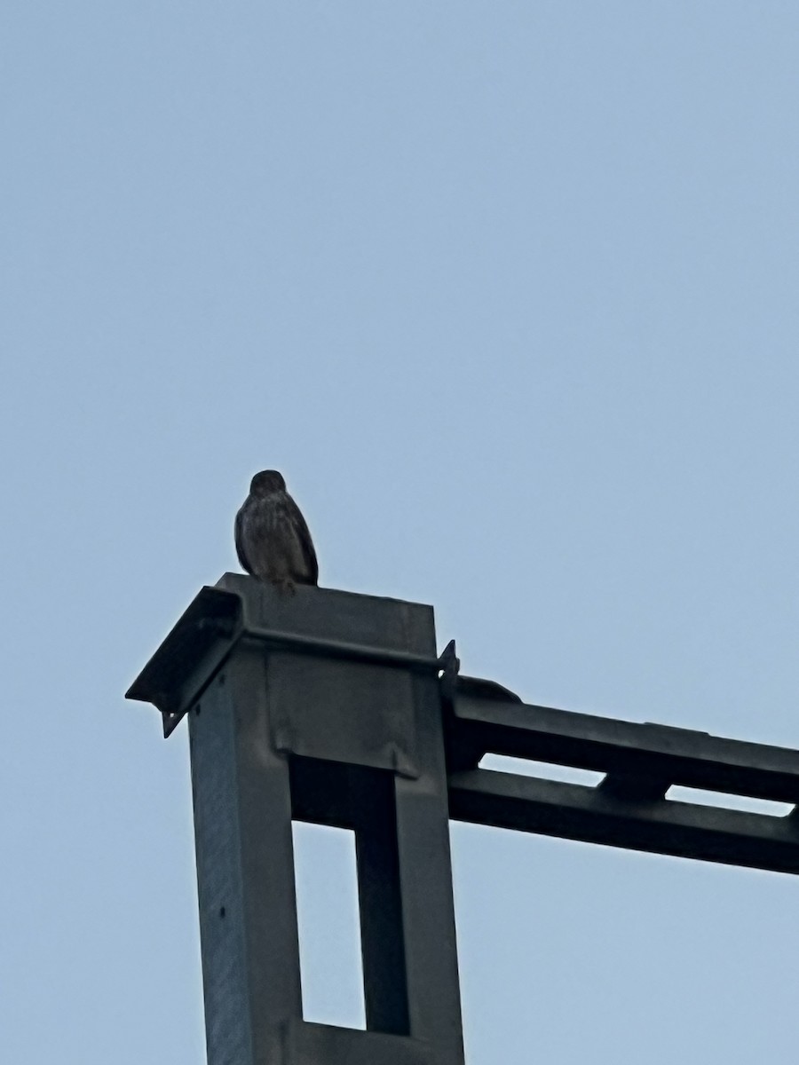 Eurasian Kestrel - ML645834988