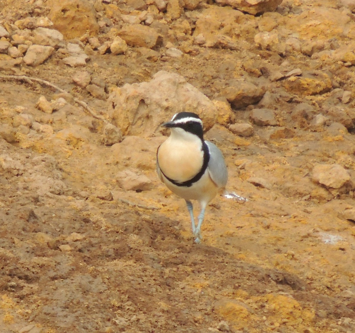 Egyptian Plover - ML645834992
