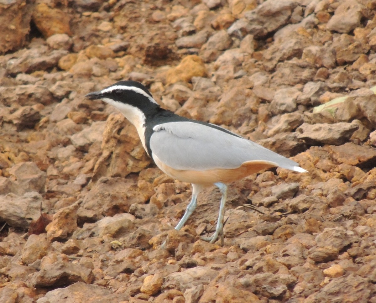 Egyptian Plover - ML645834993