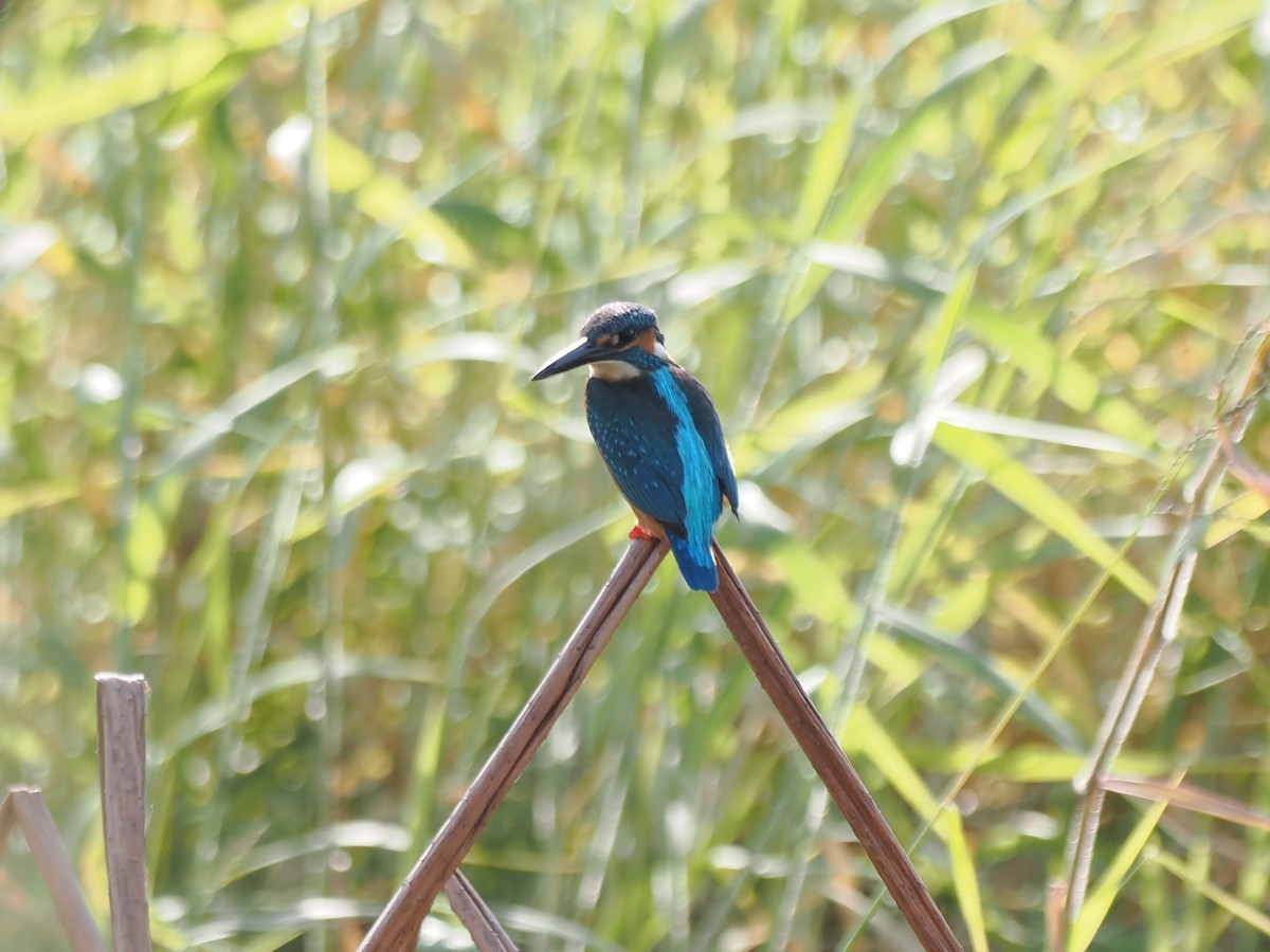 ledňáček říční - ML645834998