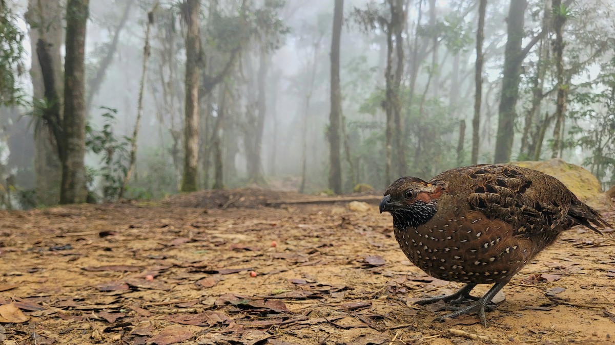 křepel skvrnitý - ML645835001