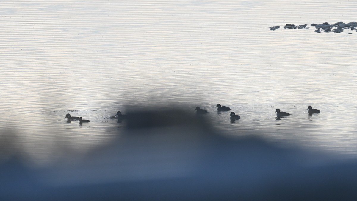 Гоголь-головастик - ML645835008