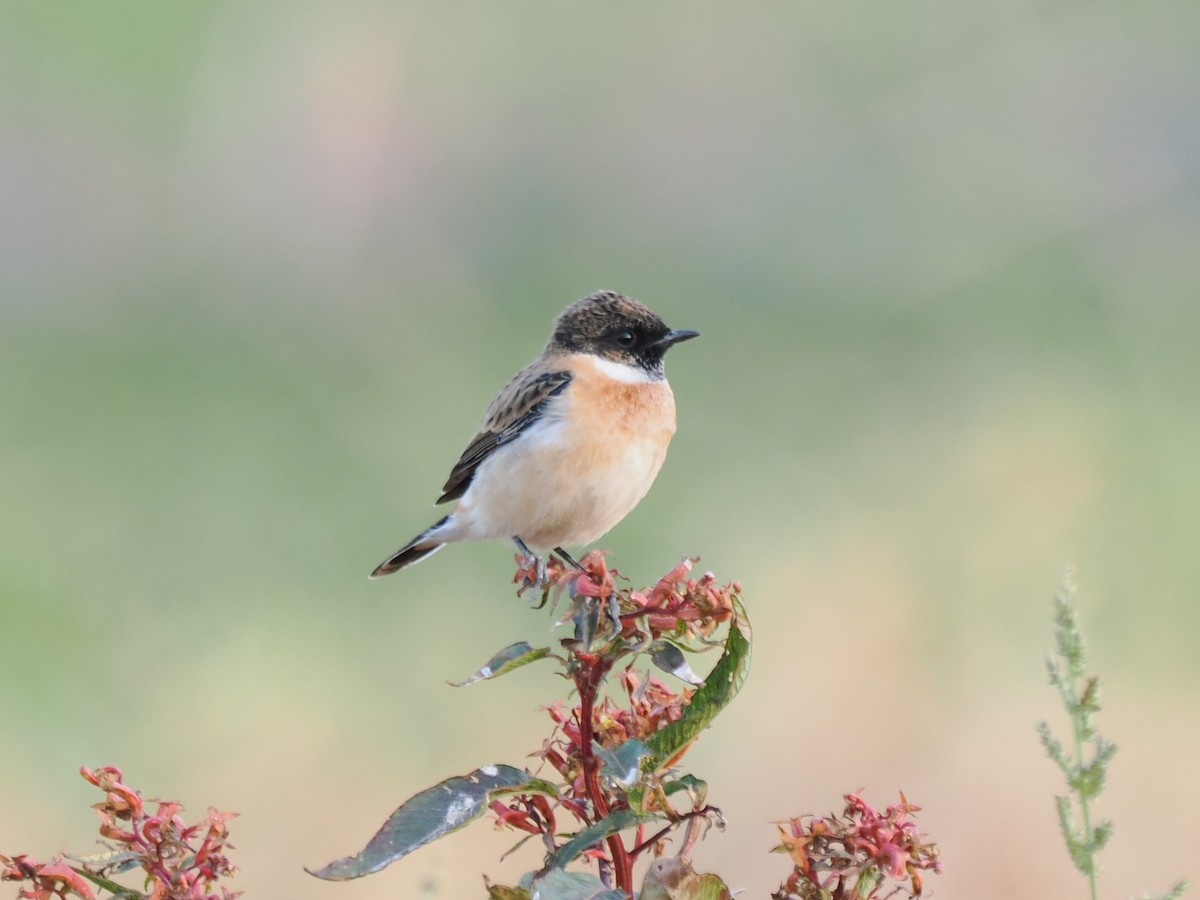 bramborníček východoasijský - ML645835012