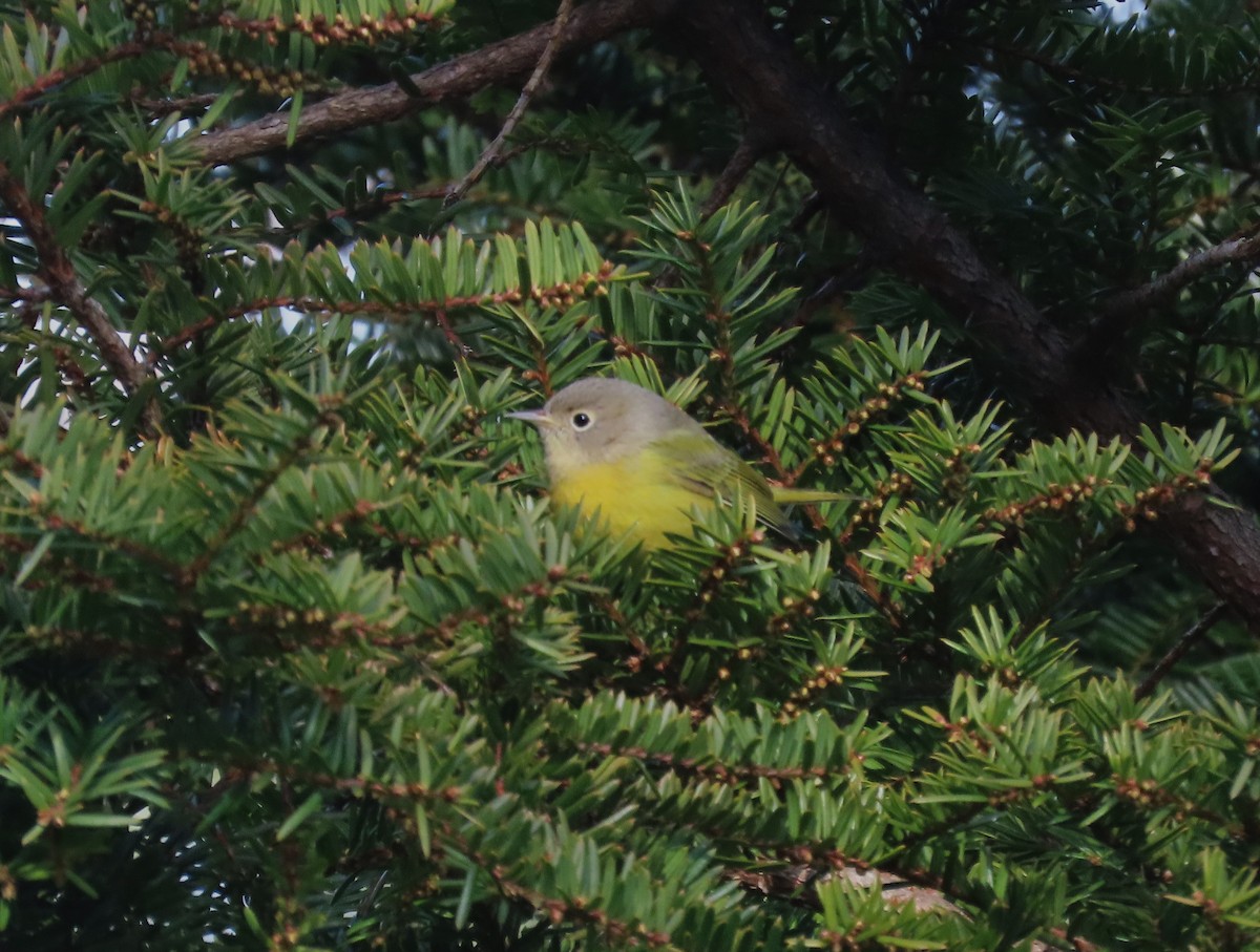 Nashville Warbler - ML645835015