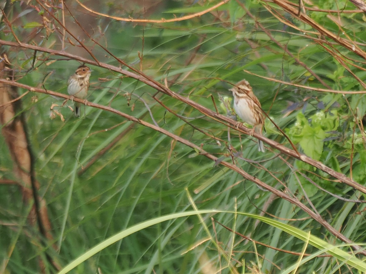 strnad tajgový - ML645835031