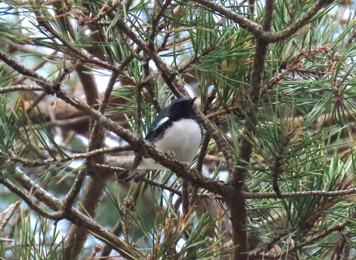 Black-throated Blue Warbler - ML645835045