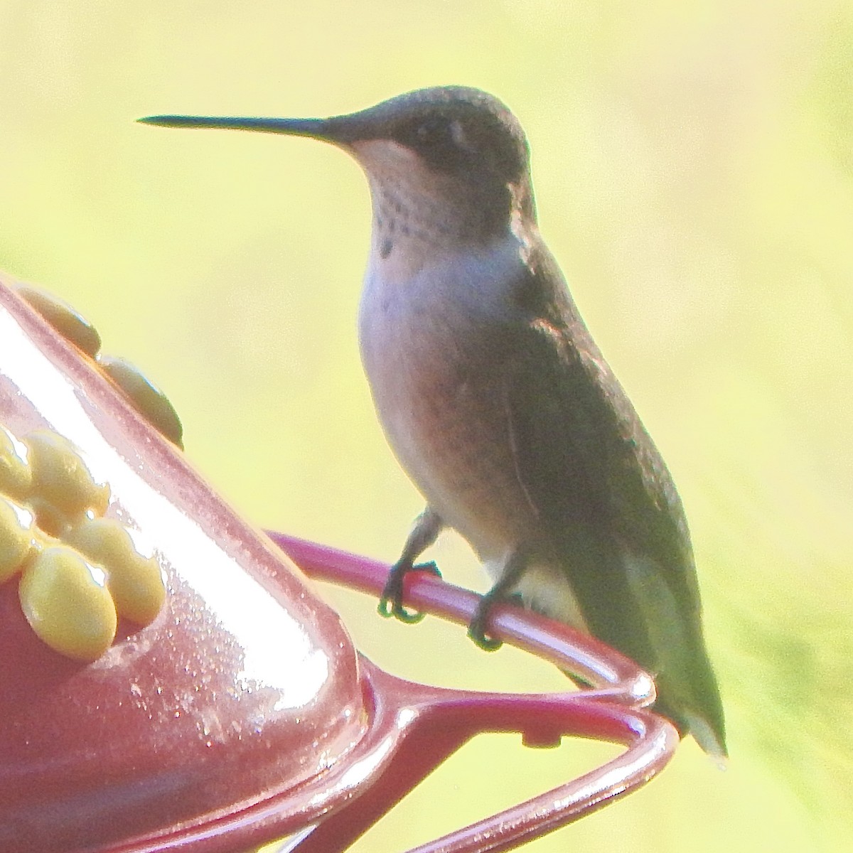 Колібрі рубіновогорлий - ML645835055