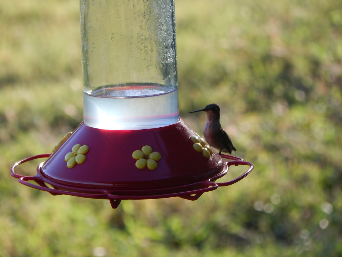 Колібрі рубіновогорлий - ML645835056