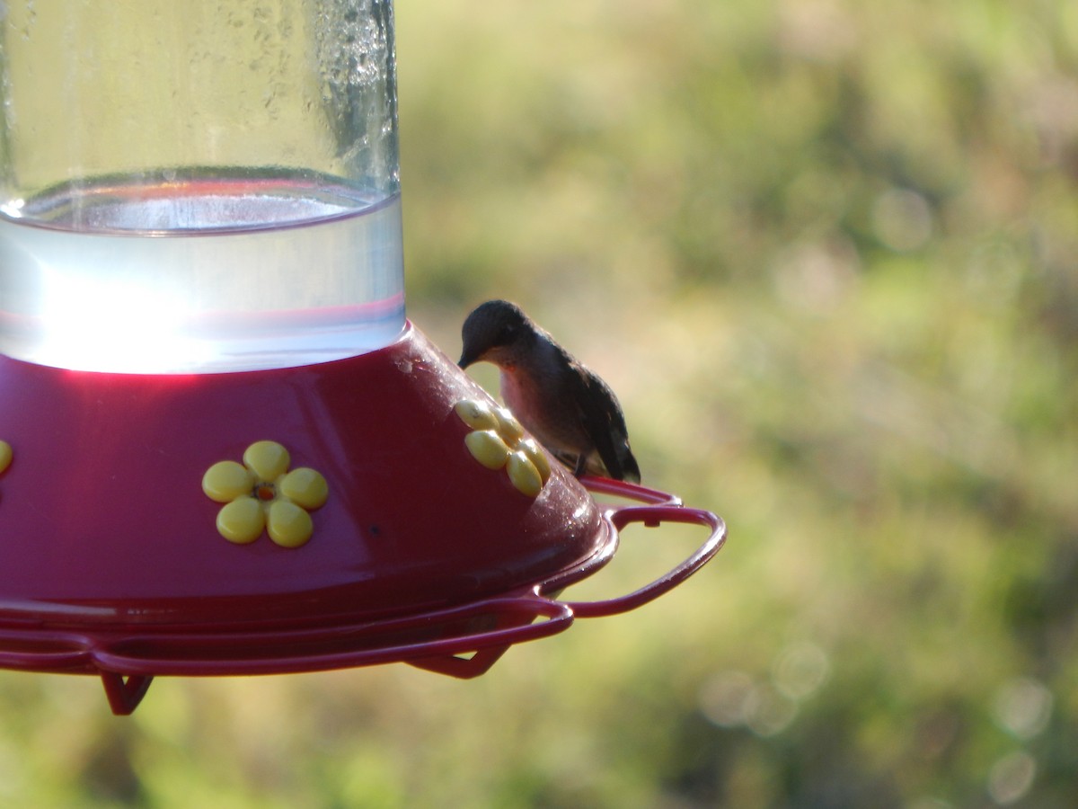 Колібрі рубіновогорлий - ML645835057