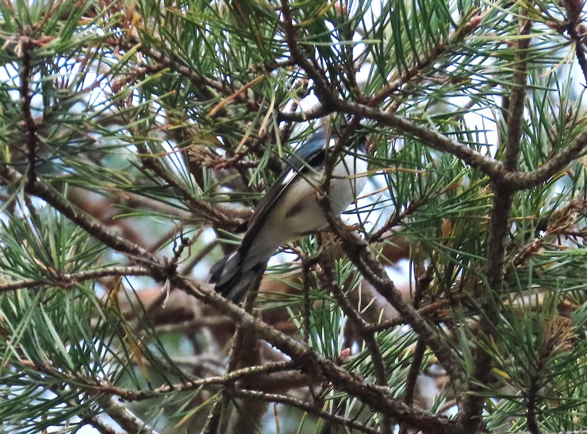 Black-throated Blue Warbler - ML645835058