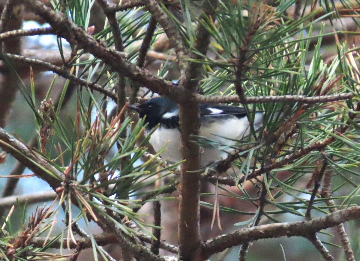Black-throated Blue Warbler - ML645835061