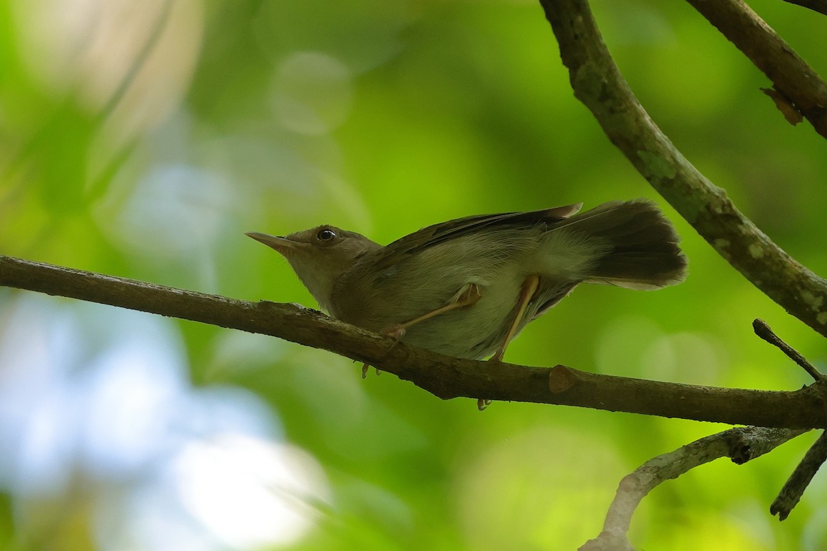 Olive-green Camaroptera - ML645835071