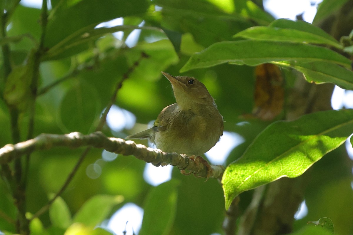 Olive-green Camaroptera - ML645835072