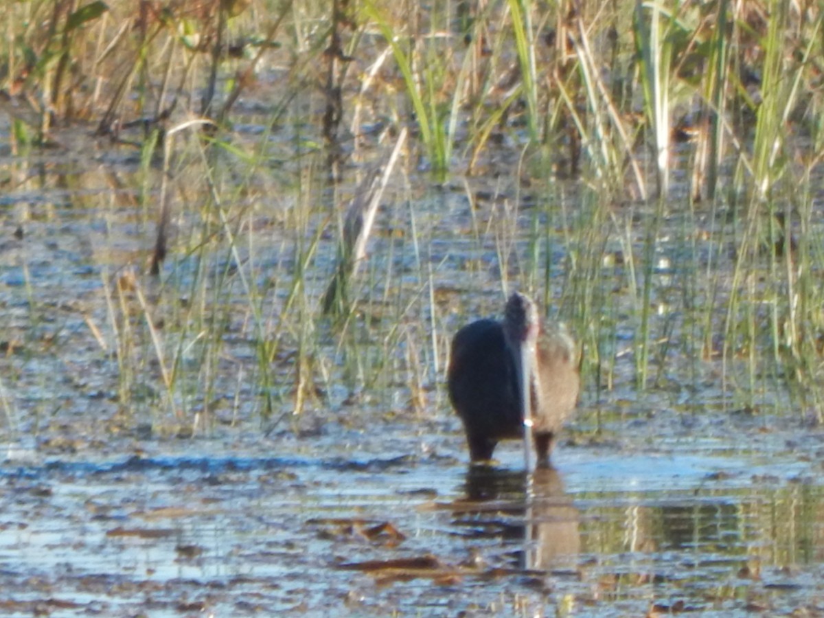 Beltzaran musuzuria - ML645835109