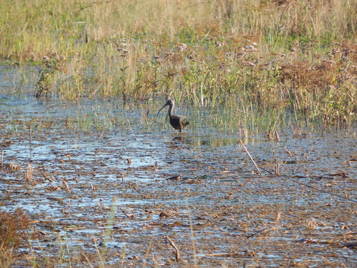 Beltzaran musuzuria - ML645835110