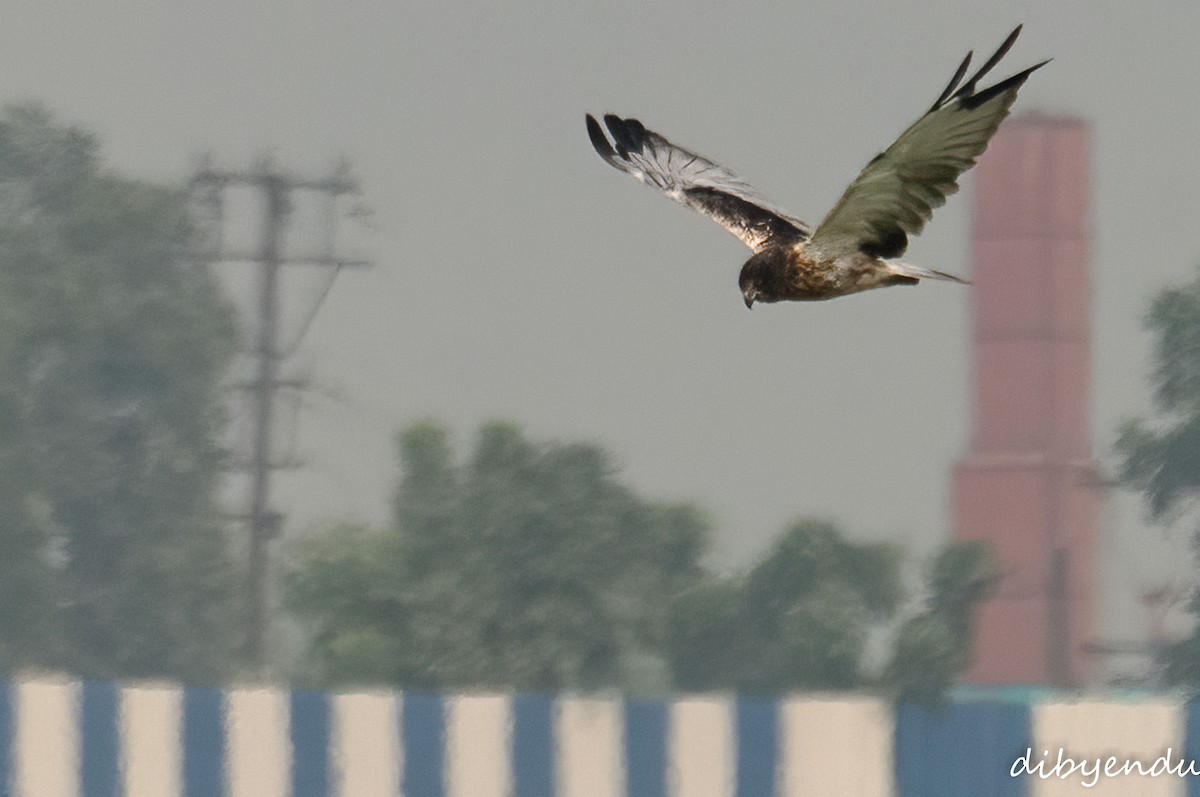 Eastern Marsh Harrier - ML645835111