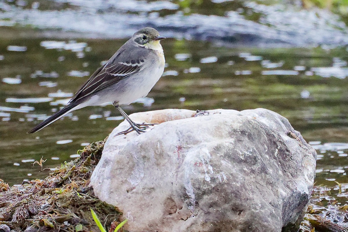 黃頭鶺鴒 - ML645835116