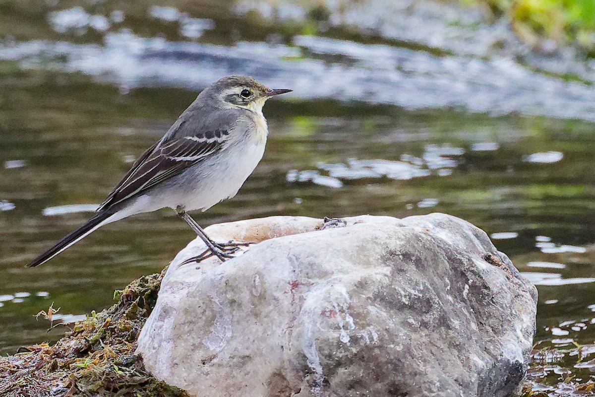 黃頭鶺鴒 - ML645835117