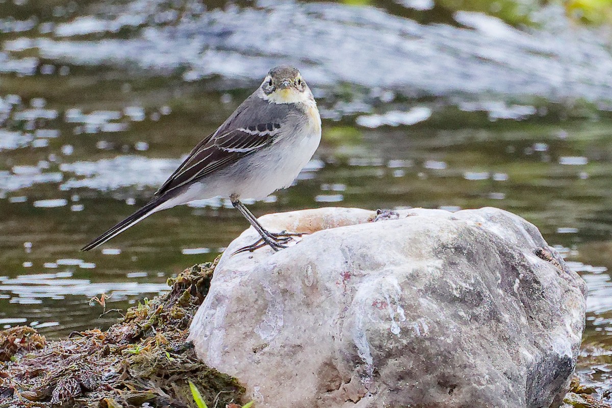 黃頭鶺鴒 - ML645835118