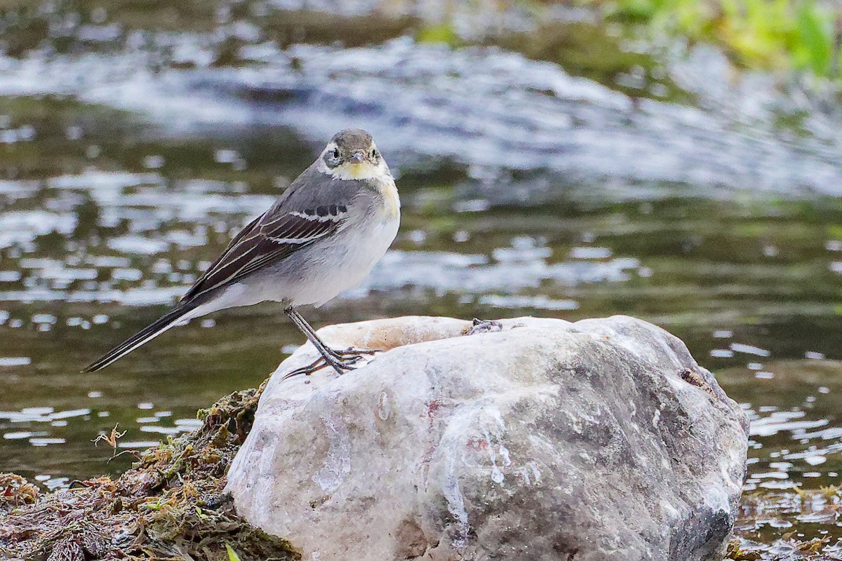 黃頭鶺鴒 - ML645835119