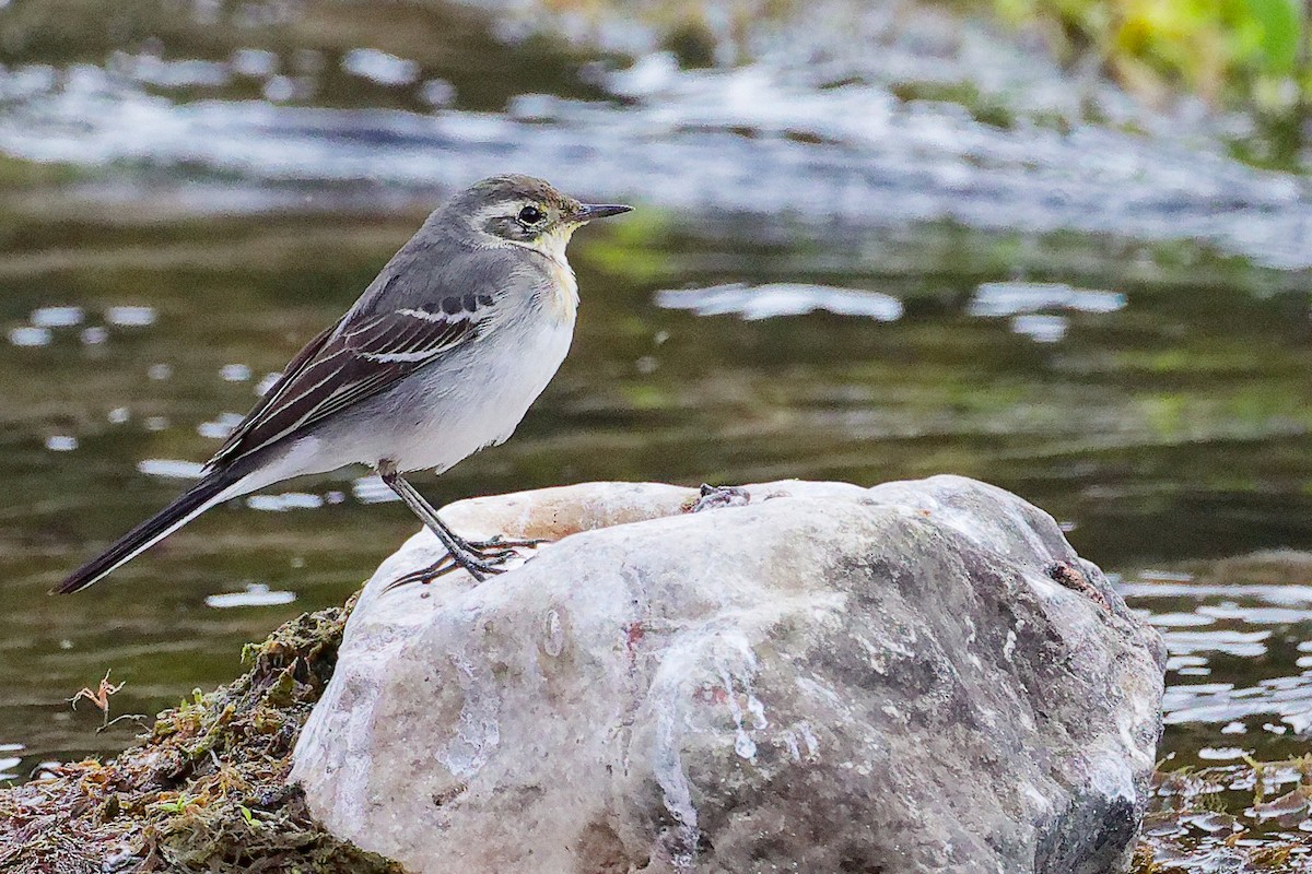 黃頭鶺鴒 - ML645835120