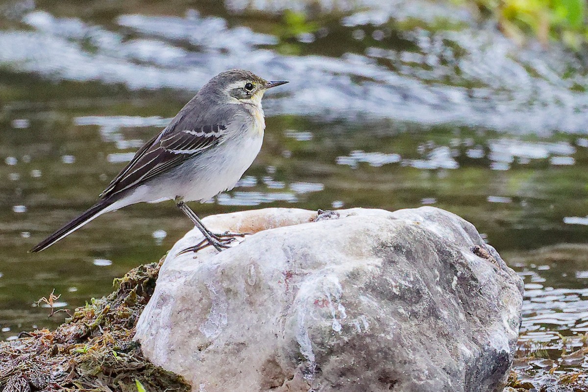 黃頭鶺鴒 - ML645835121