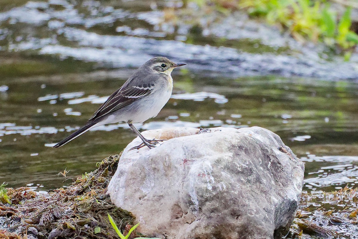 黃頭鶺鴒 - ML645835122