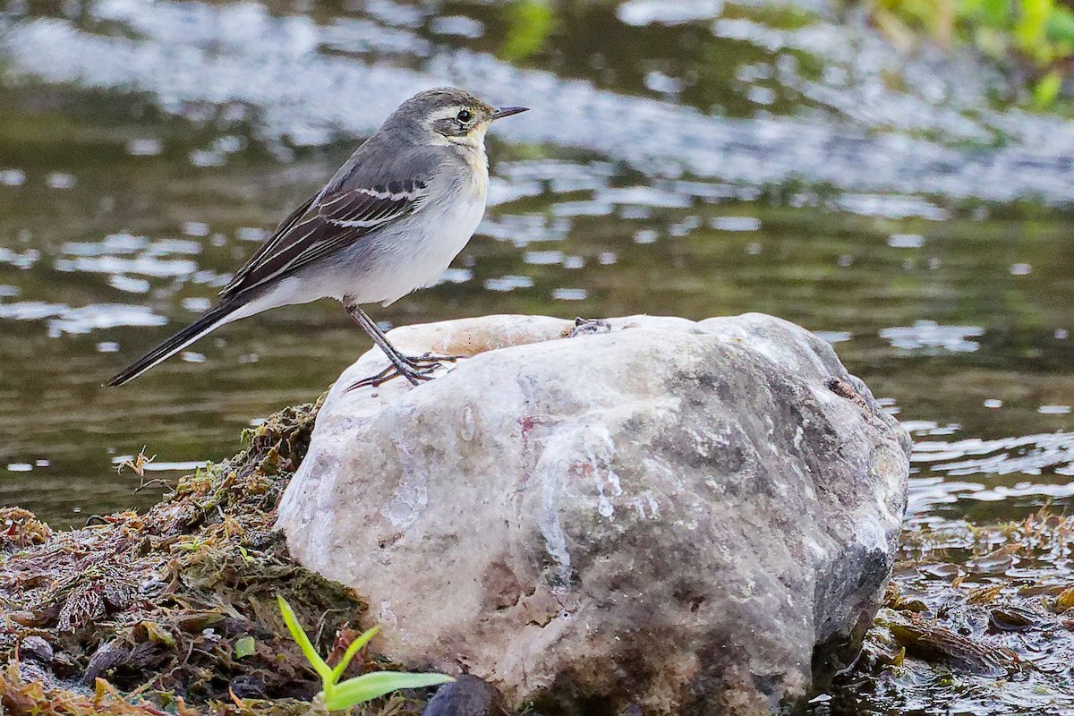 黃頭鶺鴒 - ML645835123