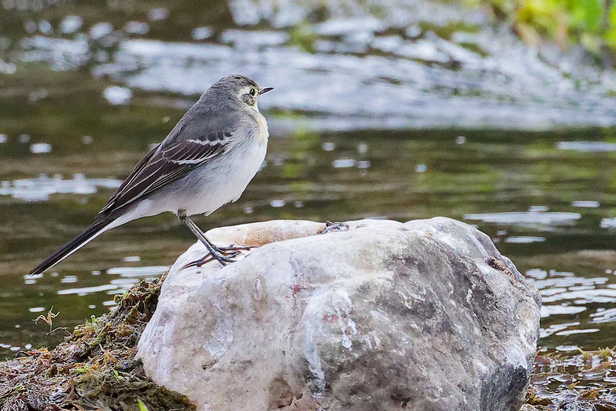 黃頭鶺鴒 - ML645835124