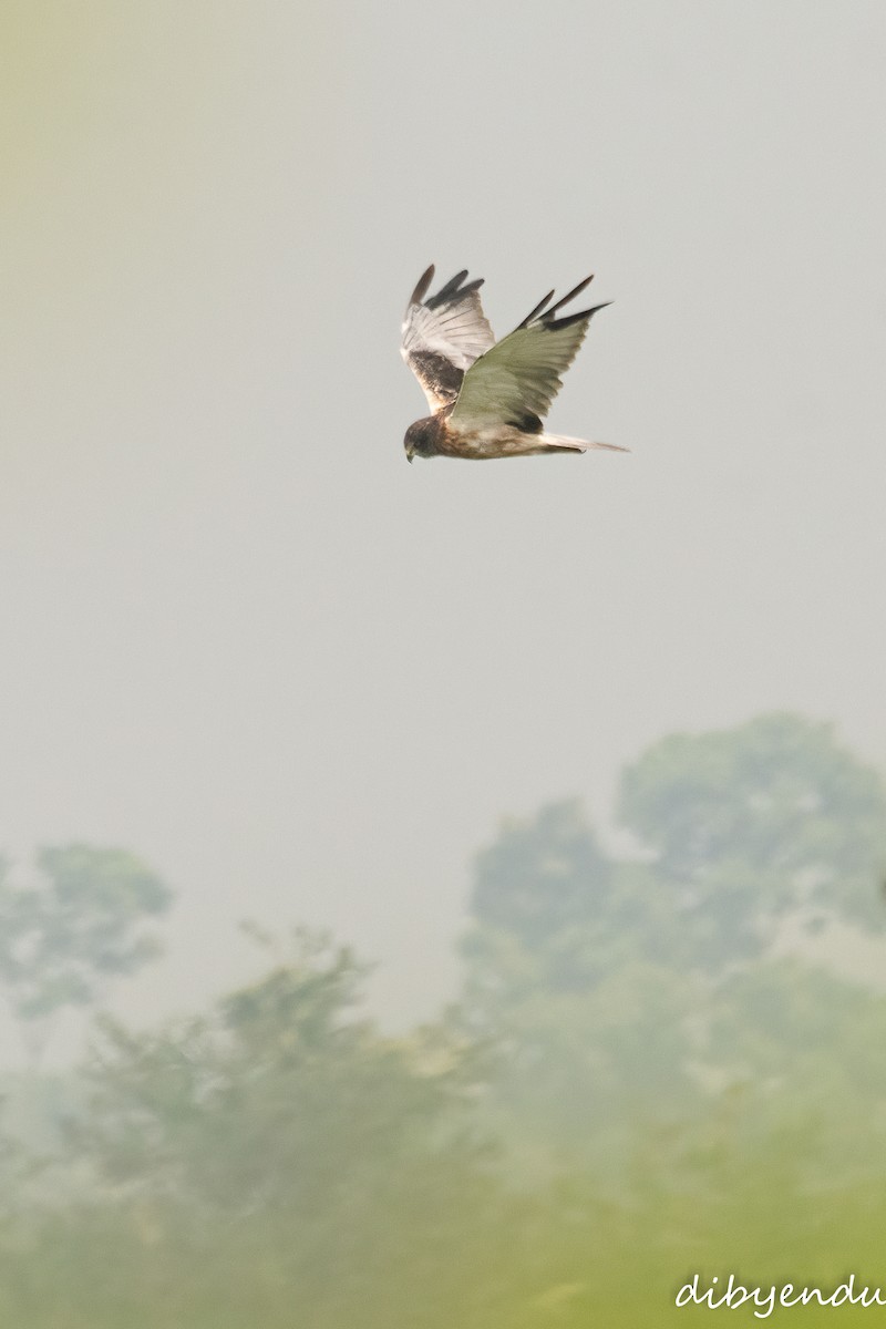 Eastern Marsh Harrier - ML645835125