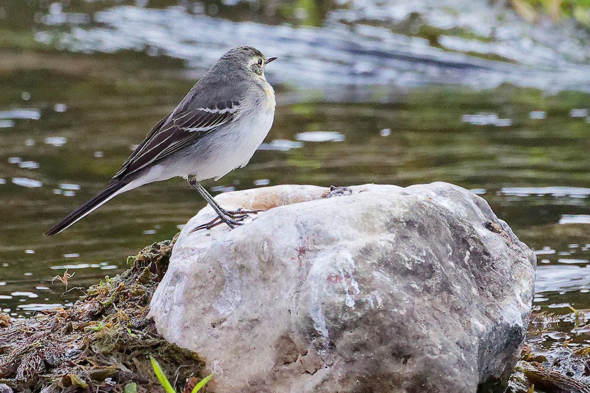 黃頭鶺鴒 - ML645835126