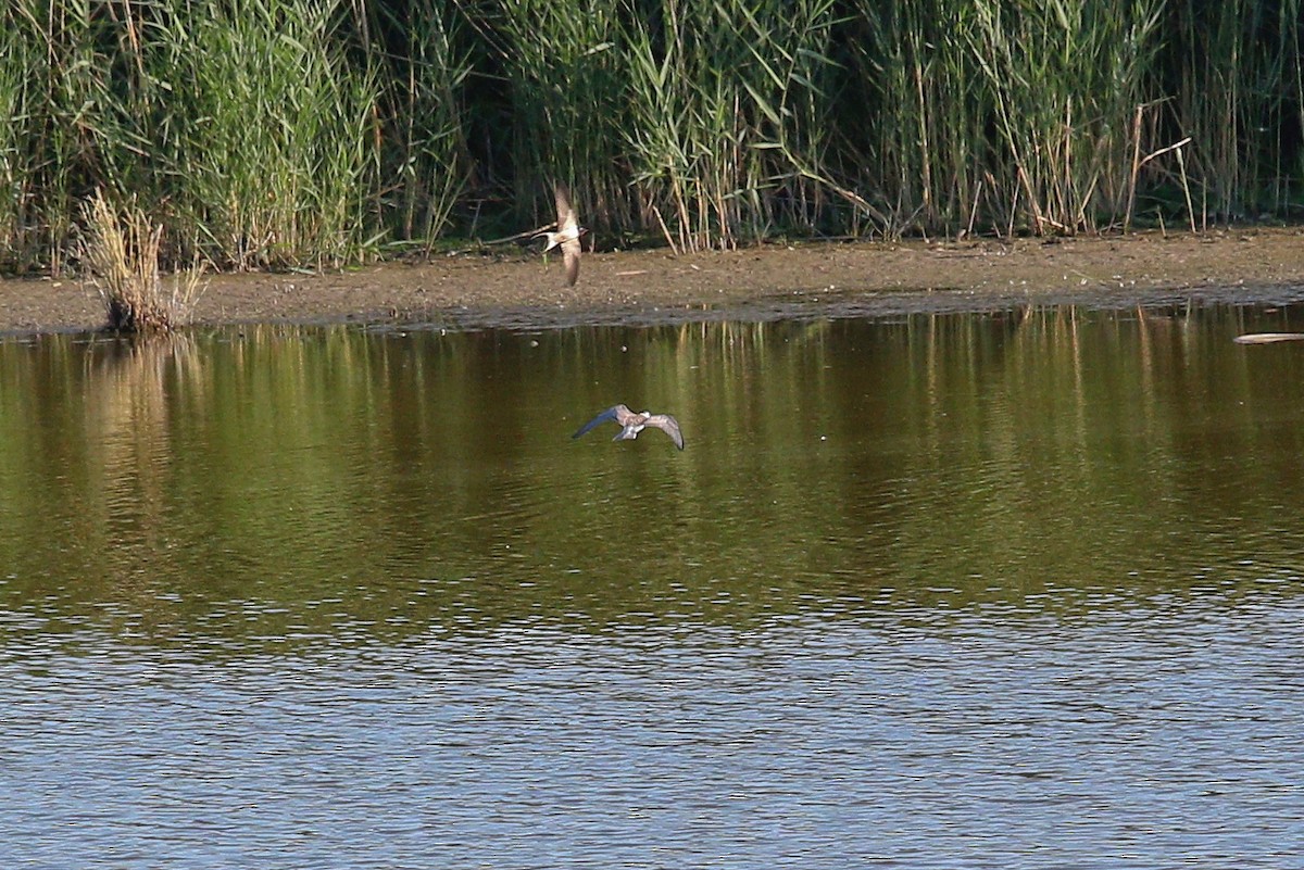 מירומית שחורה (אירואסייתית) - ML645835129