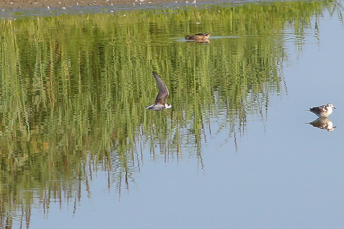מירומית שחורה (אירואסייתית) - ML645835133