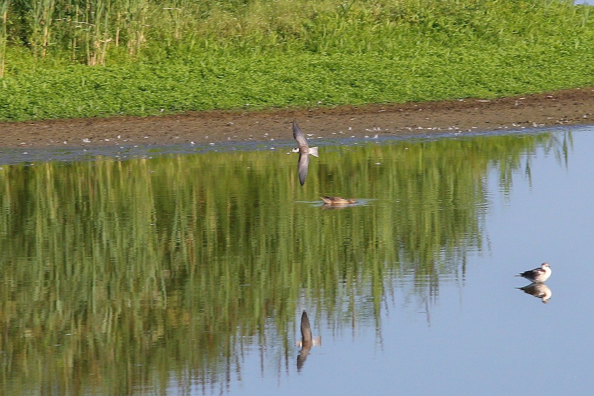 מירומית שחורה (אירואסייתית) - ML645835136
