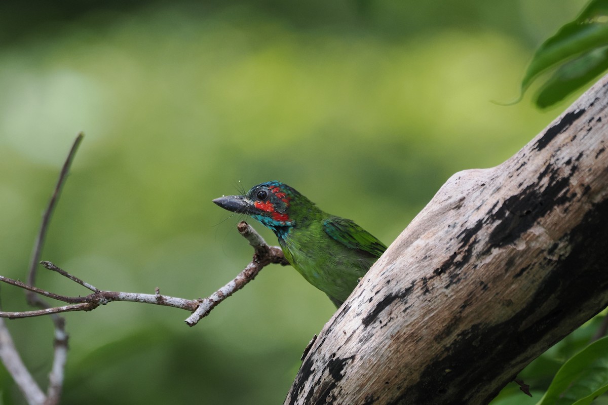 Black-eared Barbet - ML645835145