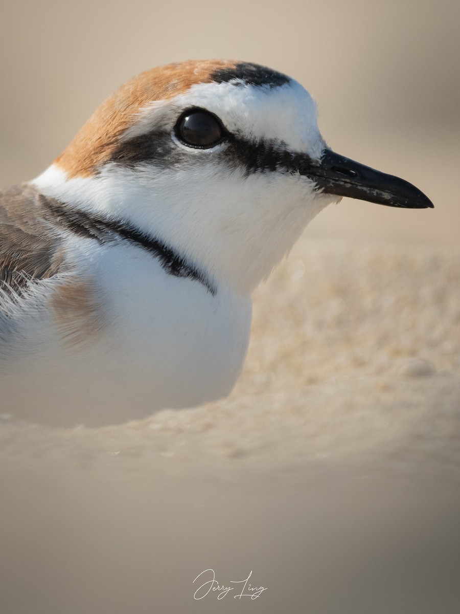 シロチドリ - ML645835146