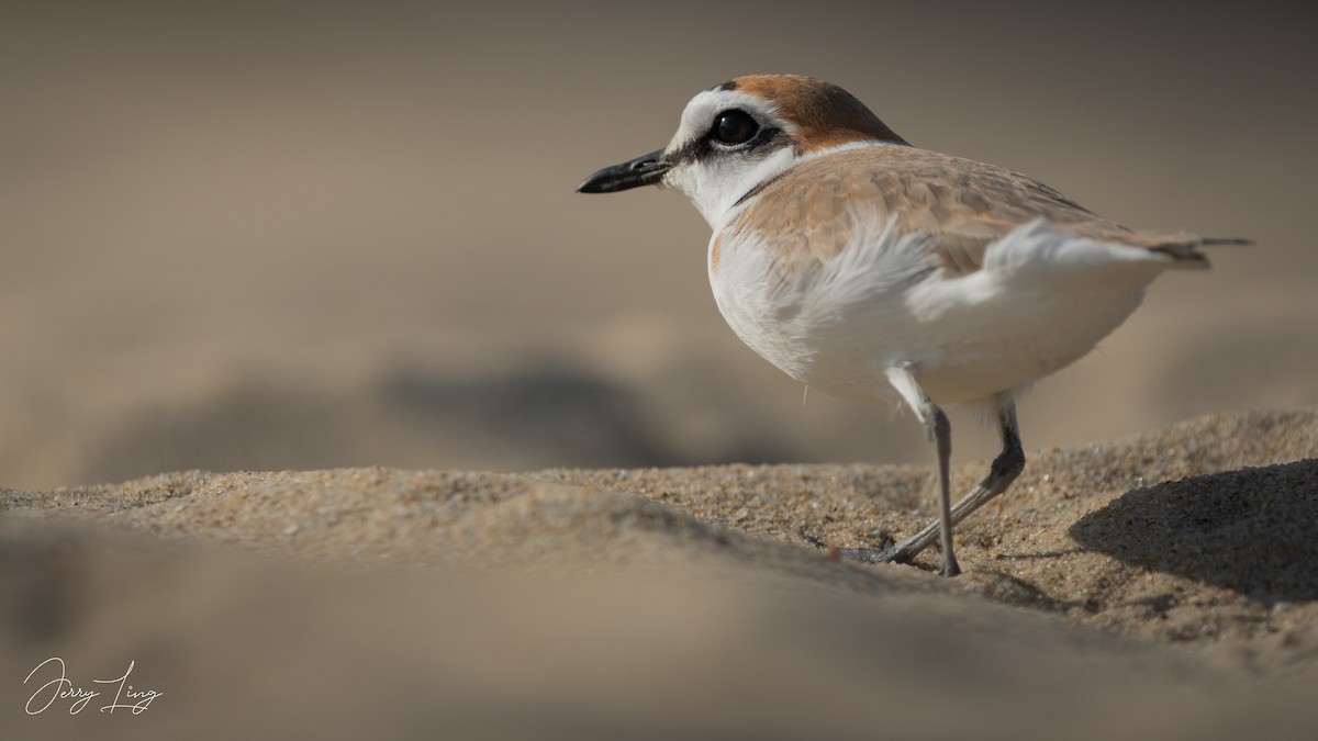 シロチドリ - ML645835147