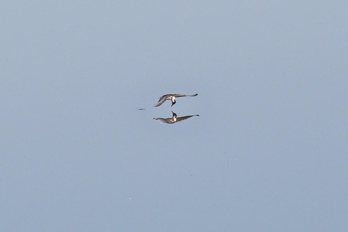 מירומית שחורה (אירואסייתית) - ML645835150